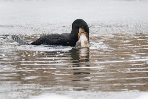 A cormorant (Phalacrocorax carbo) catches a fish in icy water surrounded by a wintry environment,