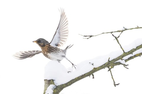 A juniper thrush (Turdus pilaris) flies off a snow-covered branch in a wintry landscape, Hesse,