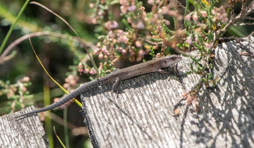 Forest lizard (Zootoca vivipara) or mountain lizard (syn. Lacerta vivipara), also known as bog