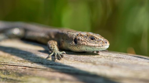 Forest lizard (Zootoca vivipara) or mountain lizard (Syn. Lacerta vivipara), also bog lizard,