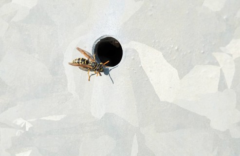 Single house wasp (Polistes dominula), also called European Paper Wasp or French wasp (formerly