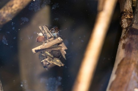 Larva of a caddisfly (Trichoptera), caddisfly larva looking out of caddis, protective cover, shell