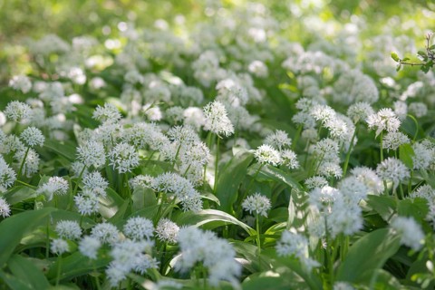 A carpet of flowering wild garlic (Allium ursinum) in a sunny forest, medicinal plant, medicinal