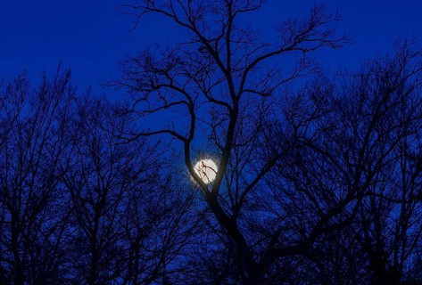 Full moon between bare trees, Upper Austria