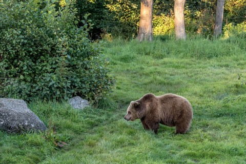 European brown bear (Ursus arctos) standing on a meadow at the edge of a forest in the evening