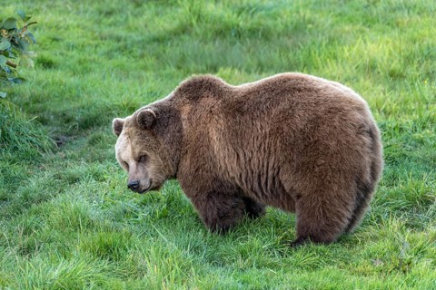 European brown bear (Ursus arctos) standing on a meadow at the edge of the forest, Poing Wildlife