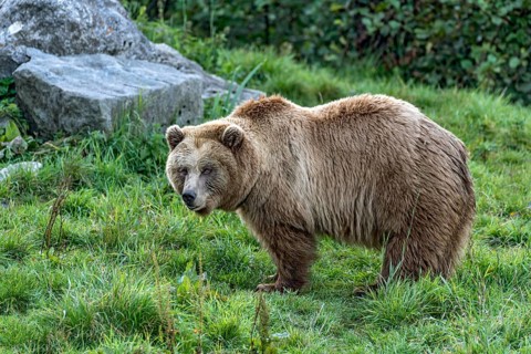 European brown bear (Ursus arctos) standing on a meadow with rocks at the edge of the forest, Poing