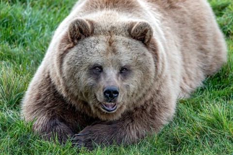 European brown bear (Ursus arctos) resting relaxed in a meadow with its mouth open, showing its