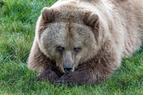 European brown bear (Ursus arctos) resting relaxed in a meadow, looking into the camera, Poing