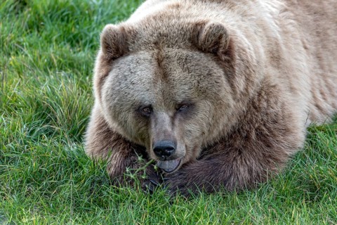 European brown bear (Ursus arctos) resting relaxed in a meadow, nibbling on a tomato plant, Poing
