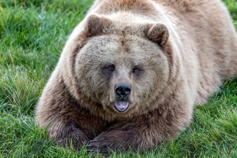 European brown bear (Ursus arctos) resting relaxed in a meadow with its mouth open, showing its