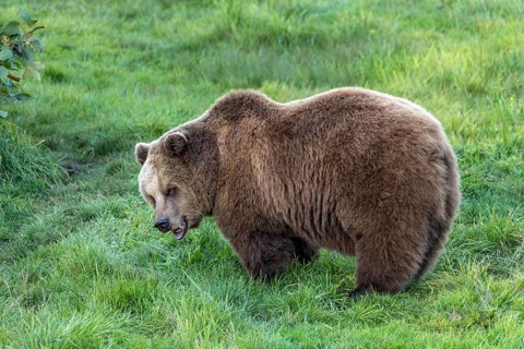 European brown bear (Ursus arctos) standing with open mouth on a meadow at the edge of a forest,