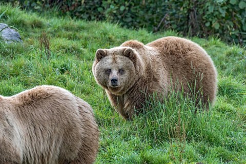 European brown bears (Ursus arctos) walking on a meadow at the edge of the forest, looking into the