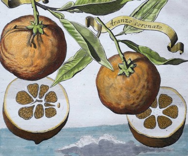 Oranges, aranzo coronato, Arango hermaphrodito coronato, hand-colored copper engraving or copper