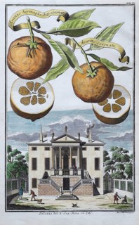Oranges, aranzo coronato, Arango hermaphrodito coronato, palazzo, Este, hand-colored copper