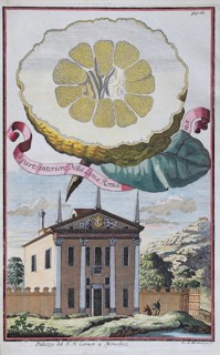 Lemons, citrus fruits, palazzo, Moncelice, hand-colored copper engraving or copper etching by