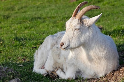 White domestic goat (Capra aegagrus hircus), white German she-goat, Schleswig-Holstein, Germany