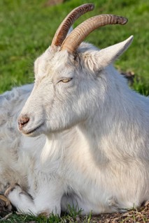 White domestic goat (Capra aegagrus hircus), white German she-goat, Schleswig-Holstein, Germany
