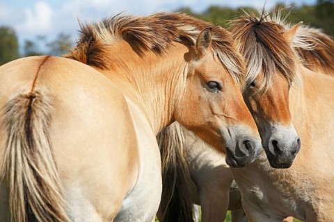 Two horses of the Norwegian fjord horse breed, Norwegian, fjord ponies, Schleswig-Holstein, Germany