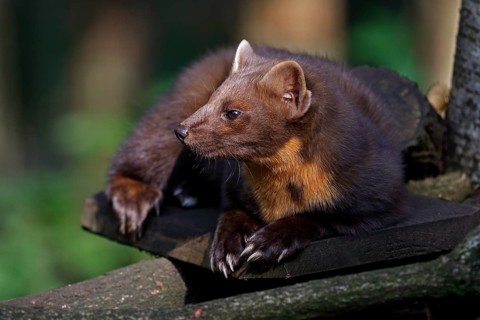 Pine marten (Martes martes) also known as pine marten, captive, Schleswig-Holstein, Germany