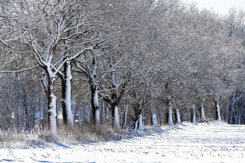 Winter landscape with snow-covered trees, a row of oaks (Quercus robur) at the edge of a field,
