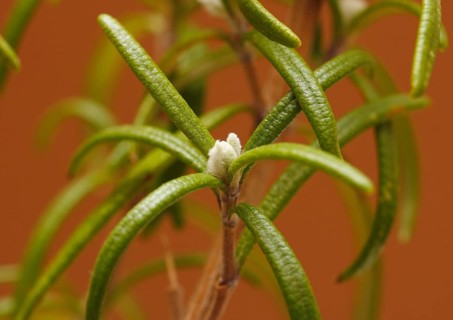Rosemary (Rosmarinus officinalis), twigs with young, very hairy leaves, in the studio, North