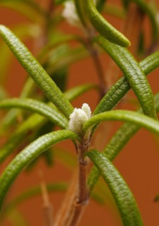 Rosemary (Rosmarinus officinalis), twigs with young, very hairy leaves, in the studio, North