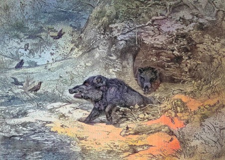 Wild boar, sus scrofa, also the wild boar or Eurasian wild boar in a forest in Austria/wild boar, i