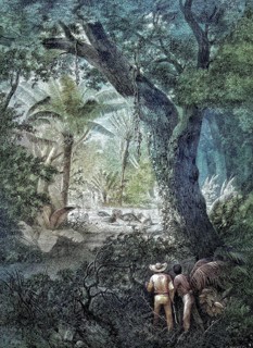 Hunting for wild turkeys, Meleagris gallopavo, in Mexico, two hunters watching the birds in the