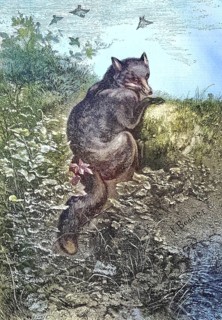 Illustration of a red fox, Vulpes vulpes, in nature/illustration of a red fox, in the nature,