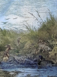 Hunting for mallard or wild duck, Anas platyrhynchos, Jagd/Hunting for mallard or wild duck, hunt,
