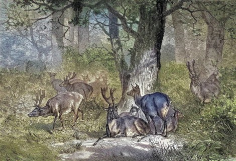Fallow deer, dama dama, fallow deer in Avon Valley Country Park, Bristol, England/fallow deer,