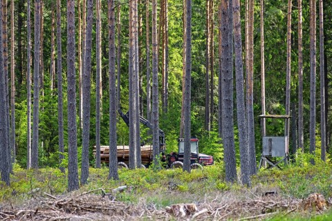 Forwarder with a crane transporting cut timber logs in coniferous forest among tall pine trees and