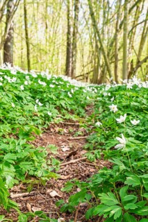 Forest path covered with white Wood anemone (Anemone nemorosa) flowers and green foliage among
