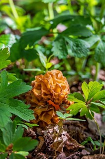Back Morel (Morchella conica) mushroom growing on forest floor among green leaves and dry soil in