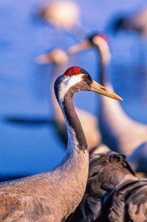 Crane (Grus grus) in close up profile standing near water with other cranes blurred in the