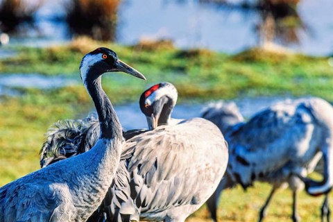 Cranes (grus grus) standing and preening in a wetland a sunny spring day, Hornborgasjön, Sweden