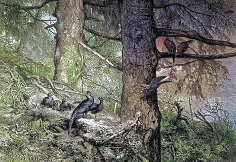 Common pheasant, Phasianus colchicus, im Wald, Germany/common pheasant, in the wood, Germany,
