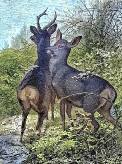 Male buck and female trick, roe deer, in nature/Male buck and female doe, roe deer, in the nature,