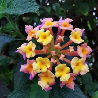 Nature photograph of a colourful flower, lantana camara with yellow and pink blossoms, morocco
