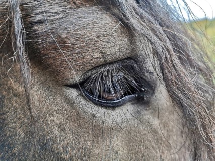Close-up of the eye of a horse (equus) with eyelashes, Thuringian Forest