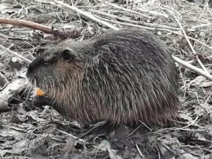 A nutria (myocastor coypus) sits in the leaves and eats something, Thuringian Forest nature park