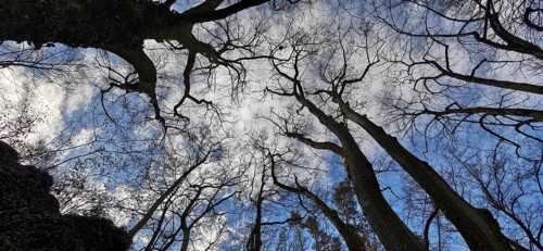 Trees and branches rise up against a blue sky with white clouds, Franconian Switzerland