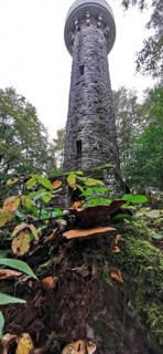 Lucas Cranach tower, frog-eye view, in wooded area, with mushrooms, Frankenwald nature park Park