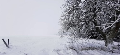 Snowy tree on the edge of a field in a quiet winter landscape, Rennsteig, Thuringian Forest nature