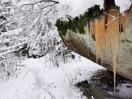 Snow-covered forest with reddish icicles on a mossy rock, Fichtelgebirge