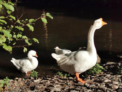 Geese (anseres) enjoying the sun on the banks of a river, Fichtelgebirge