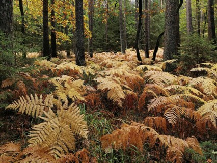 Yellow fern (fern) widely covers the forest floor in autumn, Franconian Forest nature park Park