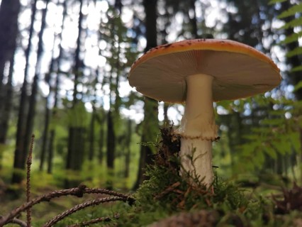 Fly agaric (amanita muscaria) growing out of the moss (musco) on the forest floor, frog