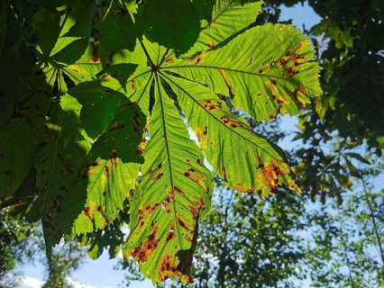 Green leaves of a horse chestnut (aesculus) in sunlight with shadows, Franconian Forest nature park